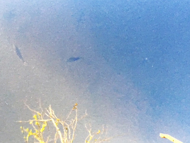 airboat ride near me